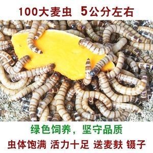 龍魚喂黃粉蟲的害處：龍魚喂食黃粉蟲可能帶來害處 龍魚百科 第1張