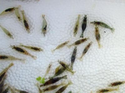 龍魚喂黃粉蟲的害處：龍魚喂食黃粉蟲可能帶來害處 龍魚百科 第2張