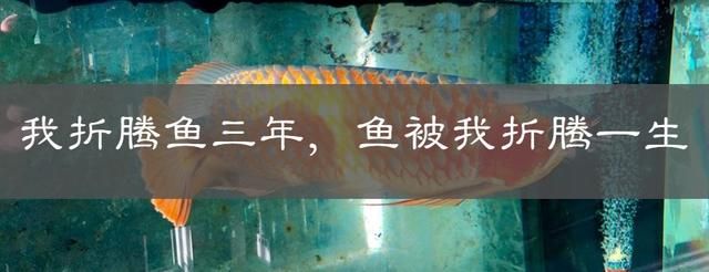 龍魚害怕加配魚料怎么辦：如何判斷龍魚適應(yīng)新飼料 龍魚百科 第1張