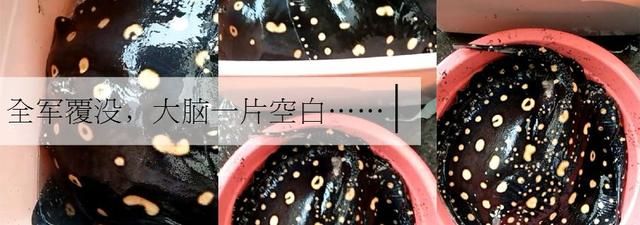 龍魚害怕加配魚料怎么辦：如何判斷龍魚適應(yīng)新飼料 龍魚百科 第4張