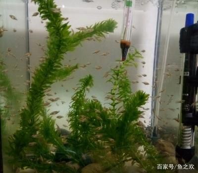 兩年的金龍魚為什么不吃東西：金龍魚不吃東西的原因 水族問答 第1張