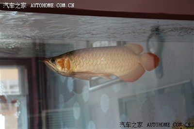 播放紅龍魚寶的照片：紅龍魚寶市場價(jià)格紅龍魚寶市場價(jià)格紅龍魚寶飼養(yǎng)技巧 龍魚百科 第1張