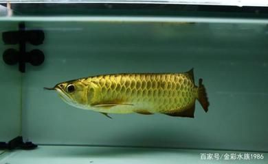 龍魚(yú)在中國(guó)可以繁殖嗎現(xiàn)在：如何辨別龍魚(yú)的性別，龍魚(yú)繁殖基地參觀(guān)指南 龍魚(yú)百科 第1張