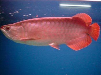 龍魚(yú)的外形特征：龍魚(yú)的外形特征包括其大體型、閃亮的鱗片、多變的頭部以及靈活的尾鰭 龍魚(yú)百科 第3張