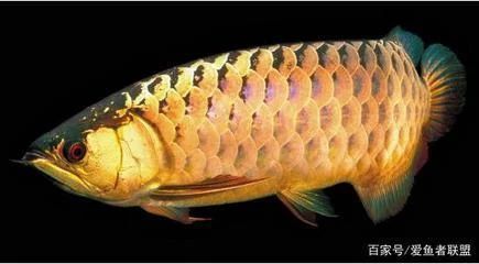 龍魚(yú)的外形特征：龍魚(yú)的外形特征包括其大體型、閃亮的鱗片、多變的頭部以及靈活的尾鰭 龍魚(yú)百科 第5張