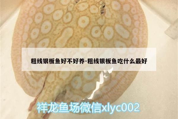 銀板魚飼料選擇指南：自制銀板魚飼料配方銀板魚幼魚飼料配方 龍魚百科 第1張