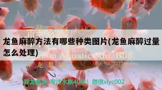 龍魚麻醉方法有哪些種類圖解：龍魚麻醉方法的種類 龍魚百科 第1張