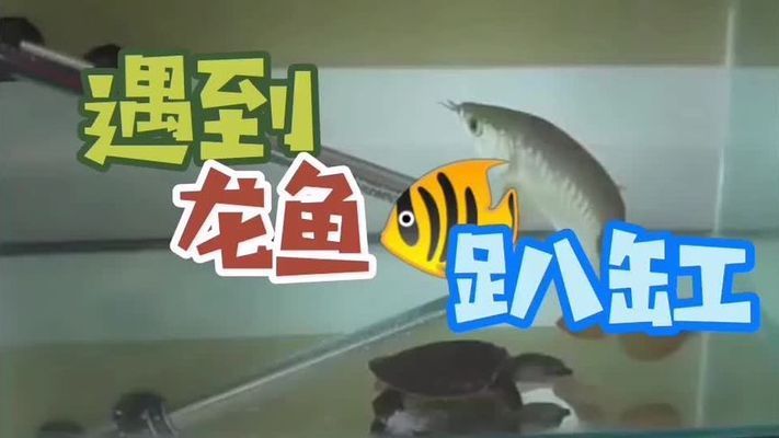 龍魚剛回來趴缸了怎么處理：剛買回來的龍魚趴缸，如何處理，龍魚趴缸的處理方法 龍魚百科 第3張