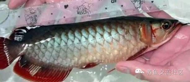 龍魚增色有什么辦法嗎視頻：金龍魚增色飼料配方，龍魚增色自然方法， 龍魚百科 第4張