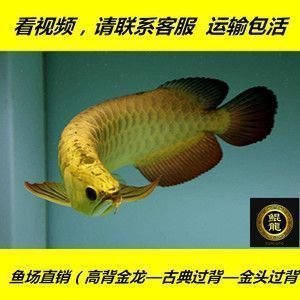 龍魚鱗片有劃痕：如何判斷龍魚鱗片劃痕的嚴(yán)重程度 龍魚百科 第3張