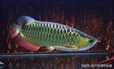 龍魚哪里產(chǎn)的：龍魚產(chǎn)地遍布全球多個地區(qū) 龍魚百科 第3張