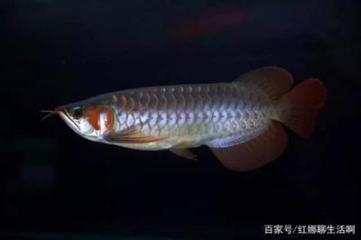 龍魚哪里產(chǎn)的：龍魚產(chǎn)地遍布全球多個地區(qū) 龍魚百科 第4張