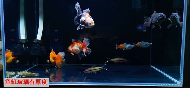 六龍魚怎么養(yǎng)活：六龍魚的飼養(yǎng)方法和注意事項(xiàng) 水族問答 第1張