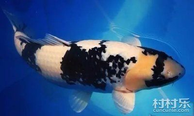 六龍魚怎么養(yǎng)活的快：六龍魚養(yǎng)殖指南 水族問答 第1張