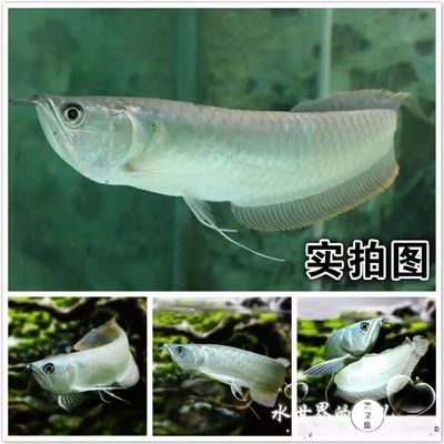 龍魚淡水魚還是咸水魚好養(yǎng)活：龍魚是淡水魚而不是咸水魚，而不是咸水魚， 龍魚百科 第5張