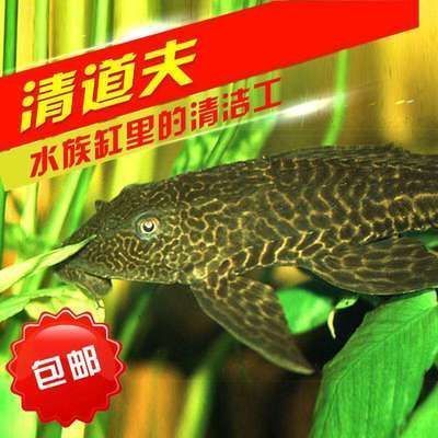 龍魚魚鱗潰爛后能恢復(fù)嗎：龍魚魚鱗潰爛后能否恢復(fù) 龍魚百科 第2張