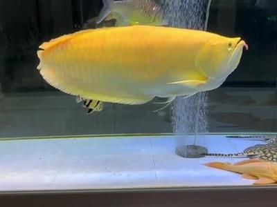 黃化銀龍魚最佳飼料配方：黃化銀龍魚最佳飼料配方應包括高比例的動物性蛋白源 龍魚百科 第5張