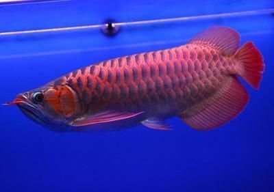 40厘米紅龍魚(yú)價(jià)格：40厘米紅龍魚(yú)價(jià)格受到多種因素影響紅龍魚(yú)價(jià)格波動(dòng)原因 龍魚(yú)百科 第4張