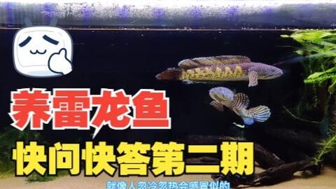 龍魚和雷龍魚的區(qū)別：龍魚和雷龍魚在形態(tài)特征、飼養(yǎng)環(huán)境要求和適應能力等方面存在差異 龍魚百科 第2張