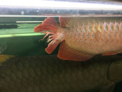 龍魚尾巴充血用什么治：龍魚充血病因分析 龍魚百科 第4張