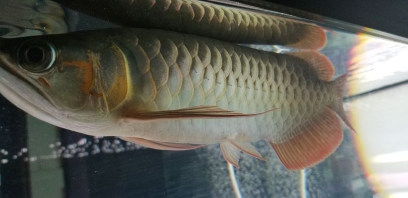 龍魚飼料排名榜前十名圖片：十大龍魚飼料品牌 龍魚百科 第5張