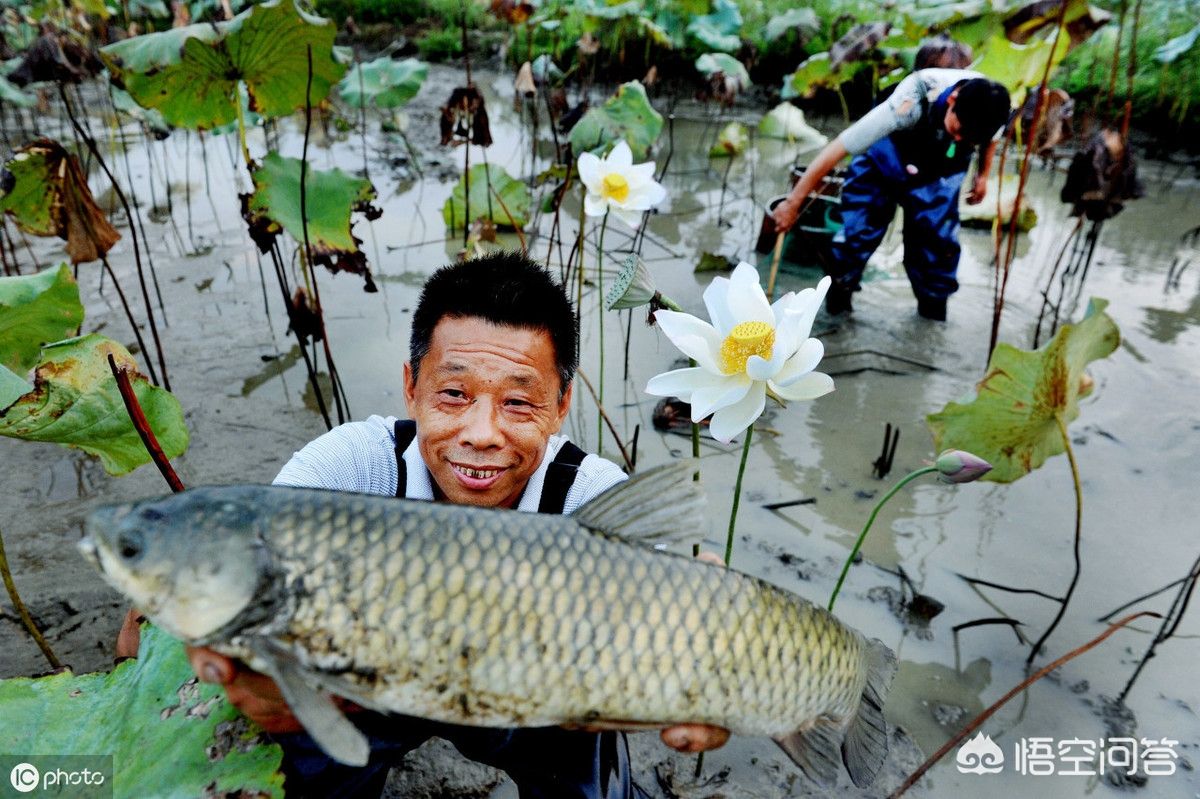 魚苗飼料品牌推薦對比：五家知名魚苗飼料品牌對比，魚苗飼料價格對比分析 龍魚百科 第2張