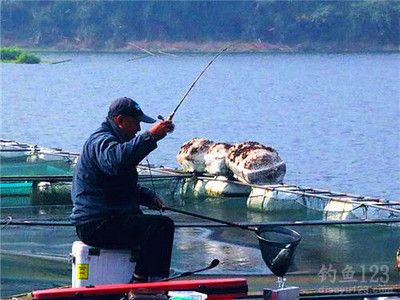 魚苗飼料品牌推薦對比：五家知名魚苗飼料品牌對比，魚苗飼料價格對比分析 龍魚百科 第3張