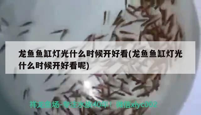 龍魚魚缸燈光什么時候開好看：龍魚魚缸光照周期設置,龍魚夜間照明注意事項 龍魚百科 第5張