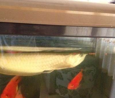 龍魚最長幾天可以不喂食了：龍魚最長可以不喂食一段時間嗎 龍魚百科 第5張