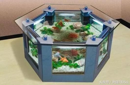 龍魚 簡筆畫：龍魚的尾巴有什么作用？ 水族問答 第2張