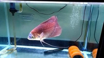 龍魚 魚缸：飼養(yǎng)龍魚的注意事項 水族問答 第2張