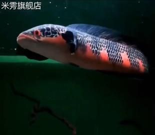 如何鑒別雷龍魚性別差異：雷龍魚性別差異鑒定常見誤區(qū)雷龍魚性別鑒定常見誤區(qū) 龍魚百科 第3張