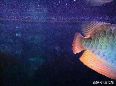 龍魚尾巴散開了：龍魚尾巴散開怎么辦 龍魚百科 第4張