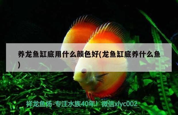 龍魚缸多大比較好養(yǎng)活：養(yǎng)龍魚需要考慮魚缸的尺寸，以確保龍魚有足夠生活空間 龍魚百科 第3張