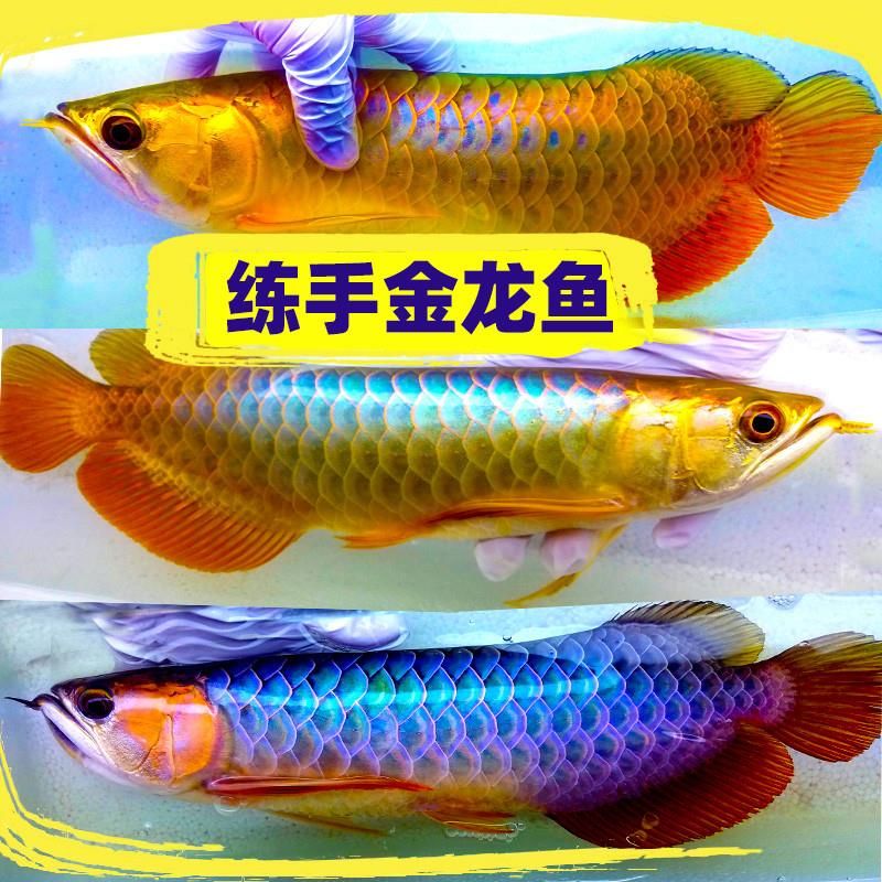 龍魚喂什么活魚好：如何選擇適合喂養(yǎng)龍魚的活魚 龍魚百科 第4張