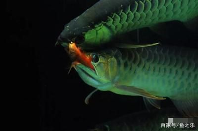 龍魚活食：龍魚活食安全處理技巧，龍魚活食與飼料選擇 龍魚百科 第5張