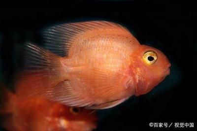 龍魚(yú)身上有白點(diǎn)：探究龍魚(yú)身上白點(diǎn)的原因及處理方法 龍魚(yú)百科 第4張