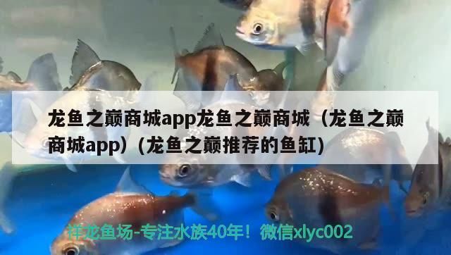 龍魚之巔app龍魚之巔app下載蘋果版（龍巔觀賞魚app下載）：龍魚之巔app新手養(yǎng)魚指南 龍魚百科 第5張