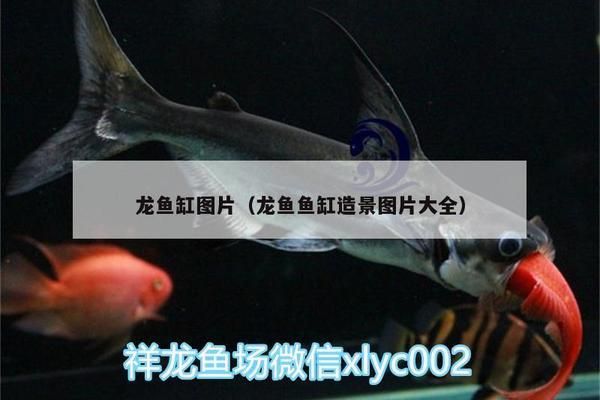 龍魚魚缸背景圖片高清無水印：如何自制龍魚魚缸背景圖文化禁忌解析龍魚魚缸背景圖 龍魚百科 第1張