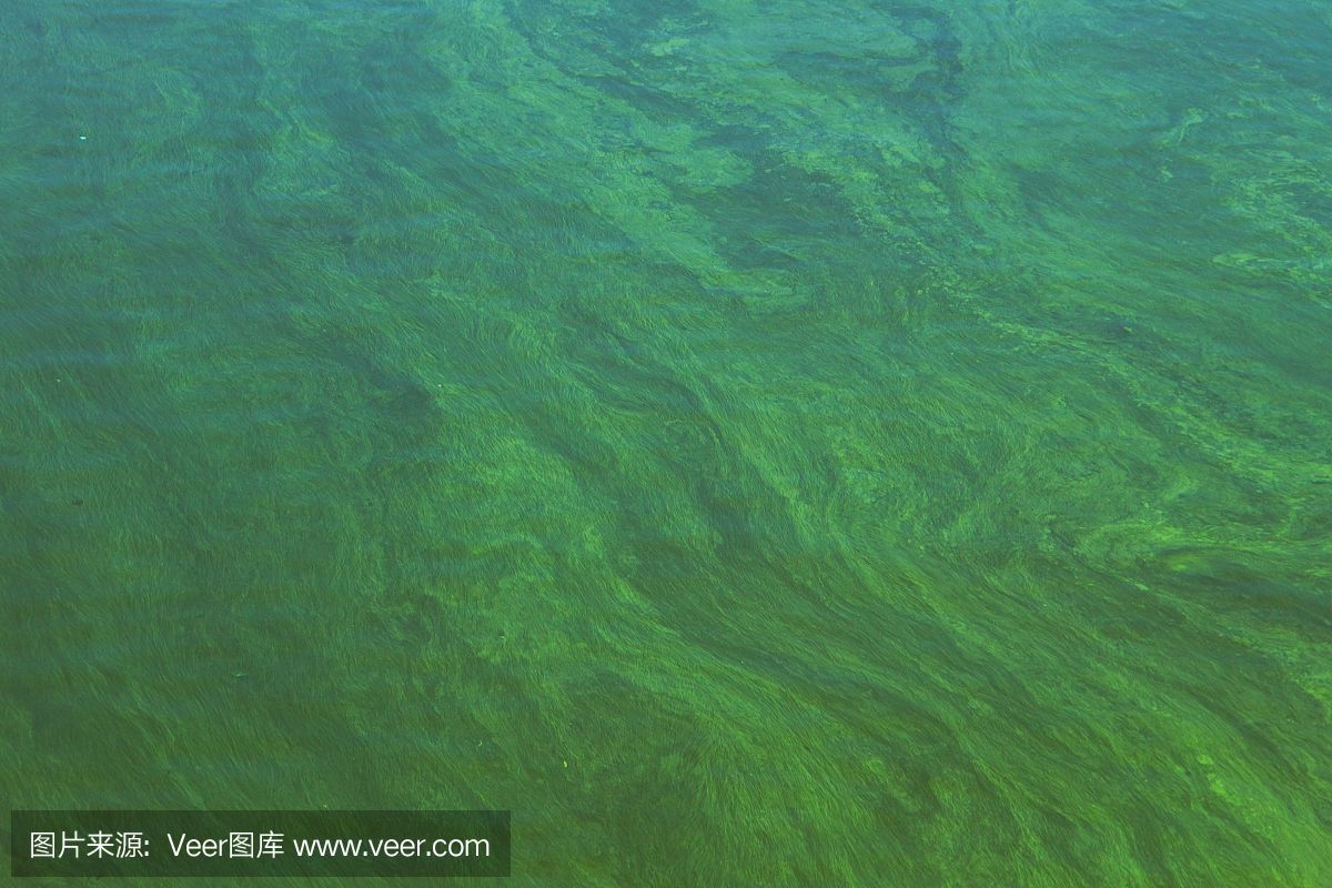 水草泥適用的水生生物種類：水草泥適用于多種水生生物的生長 龍魚百科 第1張