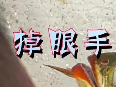 龍魚做手術(shù)視頻播放：龍魚手術(shù)后恢復(fù)過程 龍魚百科 第4張