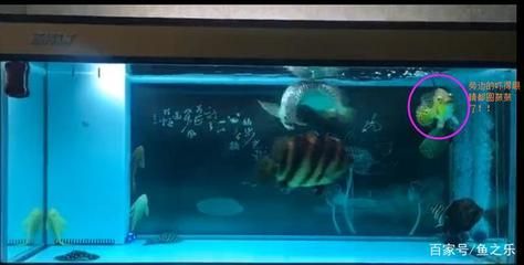 龍魚追咬虎魚怎么不讓他追咬：如何防止龍魚追咬虎魚的情況發(fā)生 龍魚百科 第2張