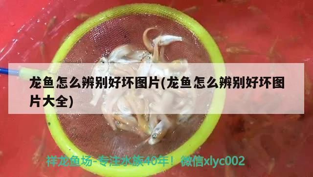 龍魚好壞怎么看圖解：如何通過圖片來判斷龍魚的好壞 龍魚百科 第3張