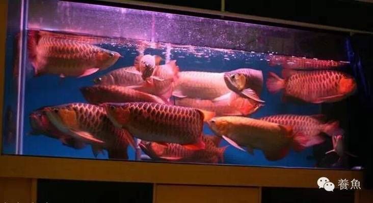 水族箱LED燈與熒光燈選擇：水族箱led燈與熒光燈的區(qū)別 龍魚百科 第1張