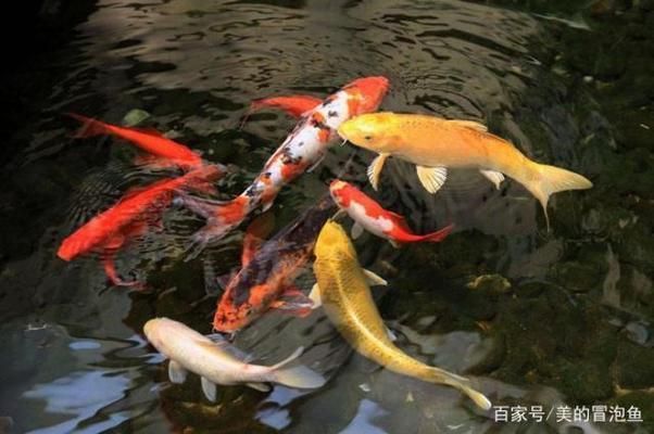 觀賞魚(yú)網(wǎng)絡(luò)平臺(tái)購(gòu)買指南：觀賞魚(yú)網(wǎng)絡(luò)交易安全指南， 龍魚(yú)百科 第5張