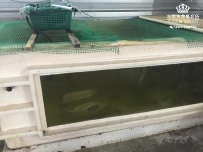 龍魚吃飼料長得快嗎怎么喂：龍魚吃飼料是否能快速生長主要取決于飼料的質(zhì)量和喂養(yǎng)方法 龍魚百科 第2張