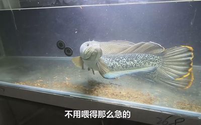 龍魚缸除了養(yǎng)龍魚還能養(yǎng)啥：龍魚缸養(yǎng)殖方法 龍魚百科 第5張