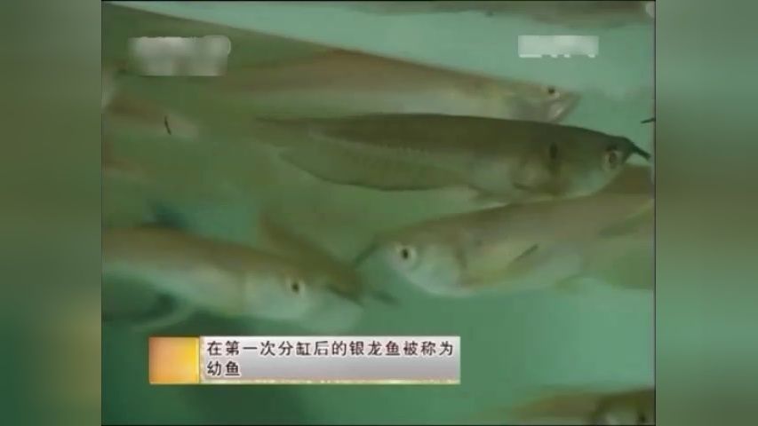 銀龍魚幼魚疾病預(yù)防措施：銀龍魚一般能活多久 龍魚百科 第3張