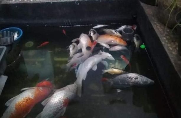 龍魚缸硝酸鹽高怎么辦：如何降低龍魚缸硝酸鹽含量 龍魚百科 第4張