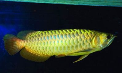 龍魚(yú)怎么不愛(ài)游動(dòng)：龍魚(yú)不愛(ài)游動(dòng)可能由多種因素引起龍魚(yú)愛(ài)好者有所幫助 龍魚(yú)百科 第5張